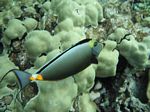 Snorkeling at Molokini
